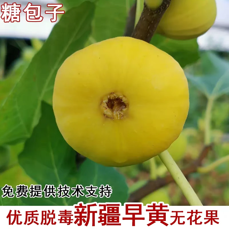 anjur新疆早黄 阿图什无花果苗 新疆包邮