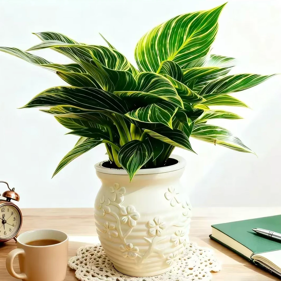 铂金钻盆栽室内绿植吸甲醛净化空气四季常青好养花卉珊