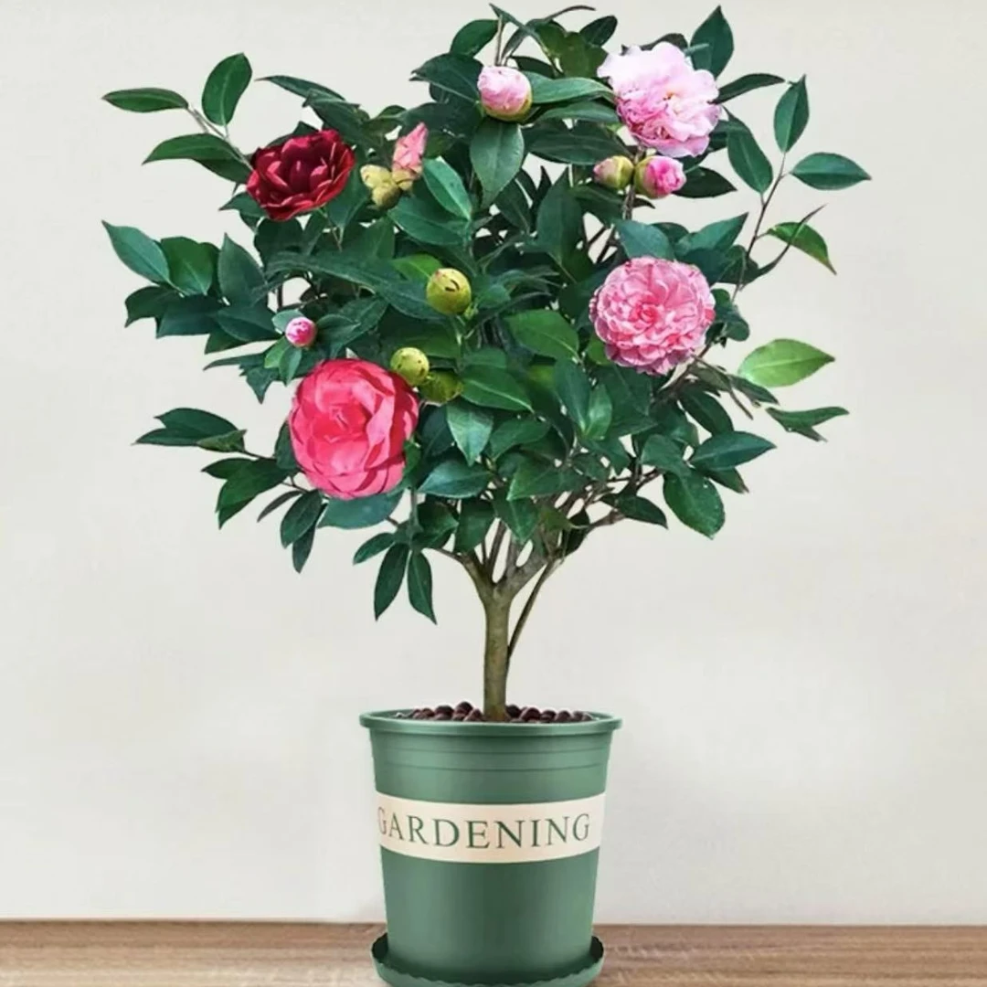 五色茶花盆栽苗四季开花卉带花苞带盆五色赤丹室内阳台绿植物