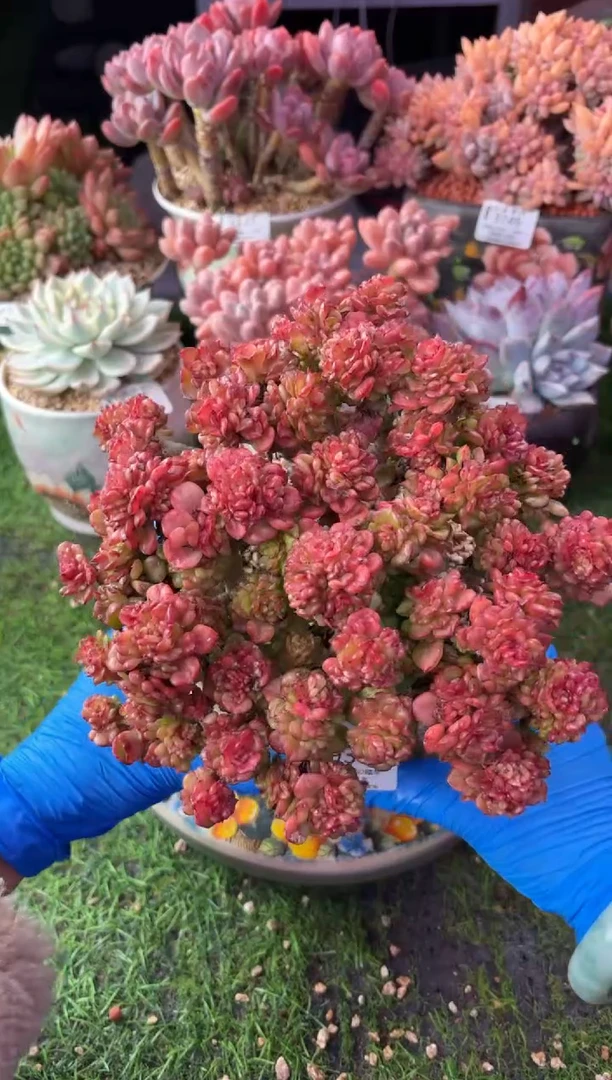 昆明印象多肉3934