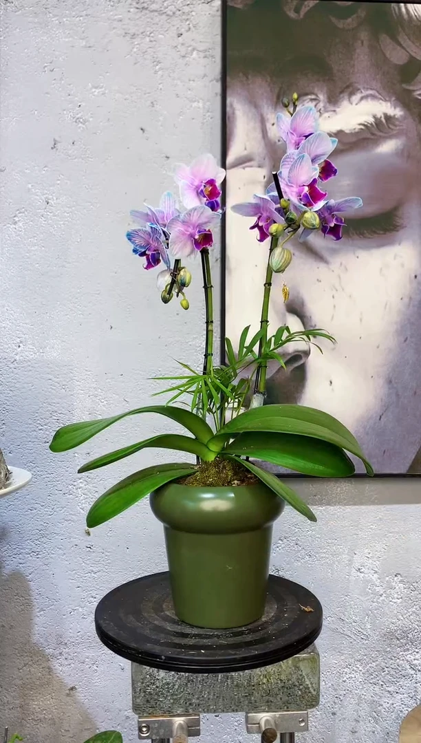 大部分花苞少量开放3245植物杂货店，来淘宝吧