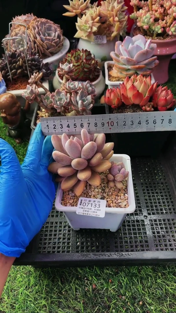 昆明印象多肉07133