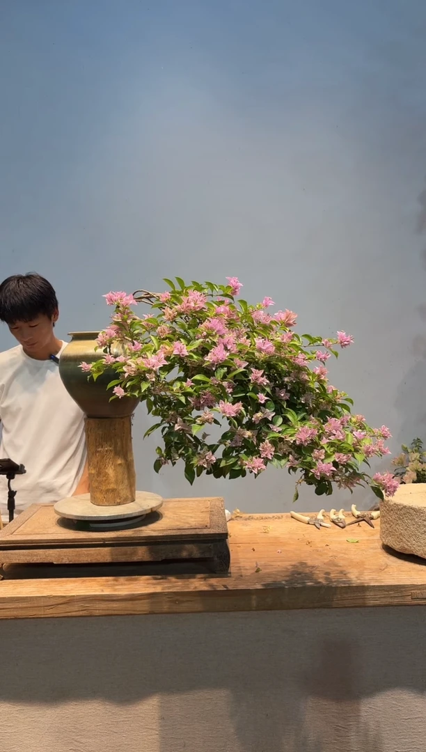 全部花朵心**方三角梅10