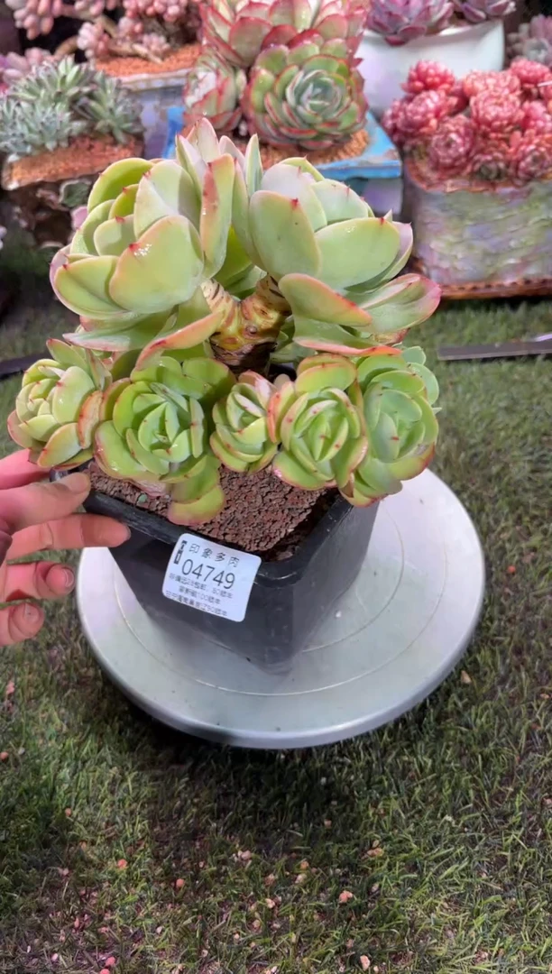 【闪购商品】04749