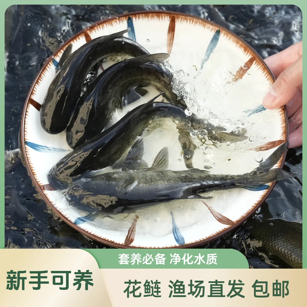 【活体】花鲢雄鱼鳙鱼【6-25cm】观赏鱼淡水鱼冷水鱼鱼花鲢鱼