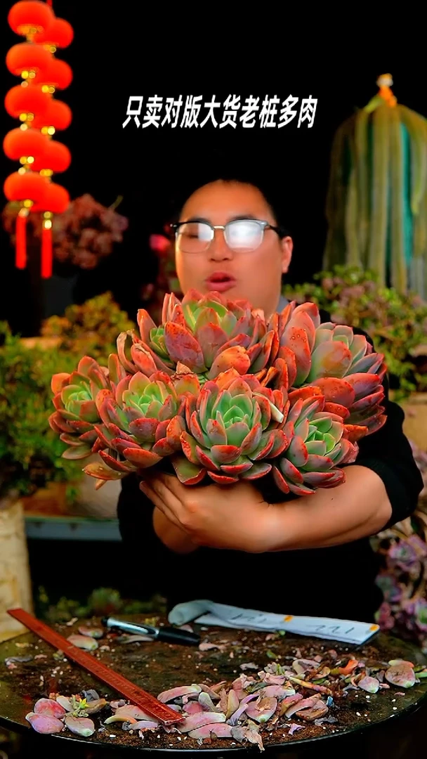 【闪购商品】120号大彩蝶