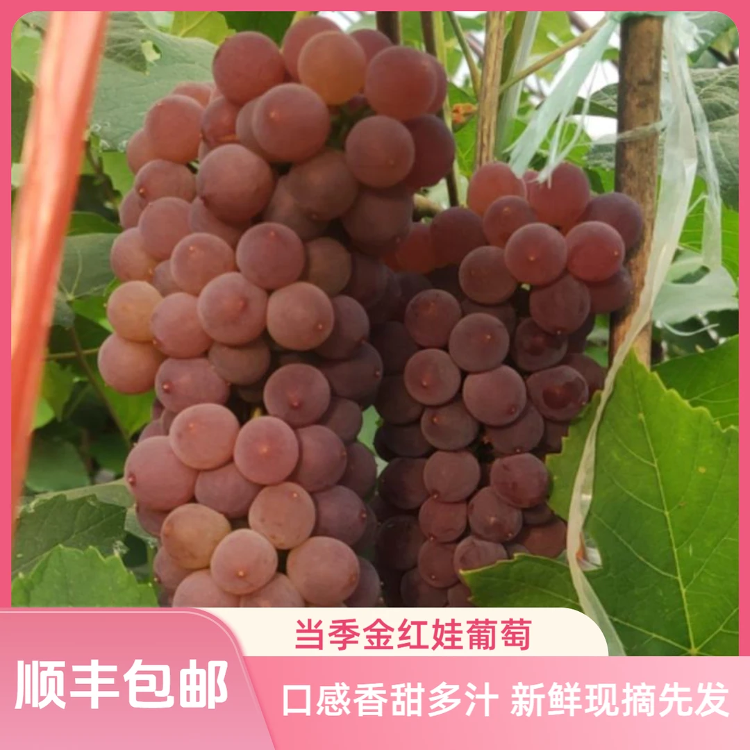 金红娃葡萄新鲜水果当季脆甜葡萄1斤/2斤顺丰包邮