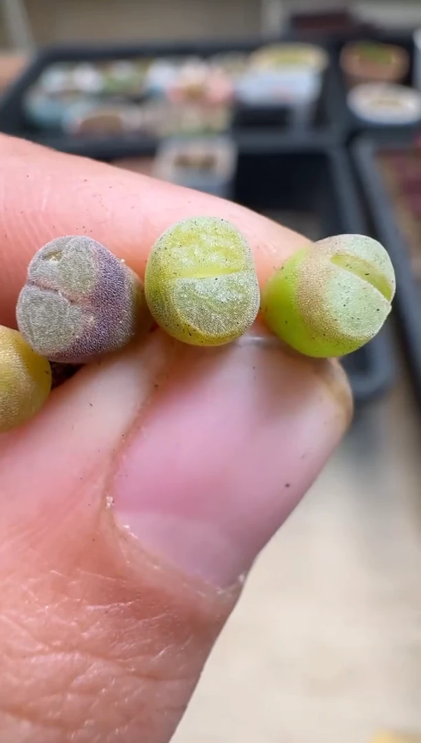 【闪购商品】1-61一颗