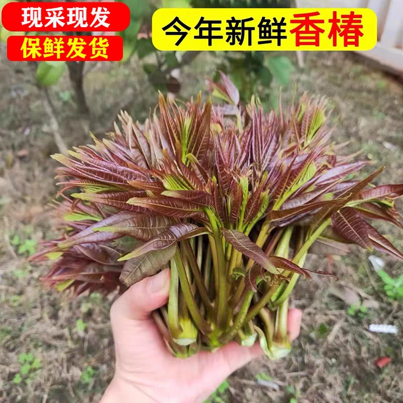 【顺丰包邮】甘肃天水野生香椿芽新鲜上市一斤装包邮