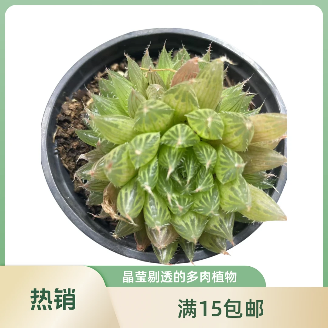 三角琉璃莲＋红岩玉露(拼满15元包邮)多肉植物阳台露台办公室