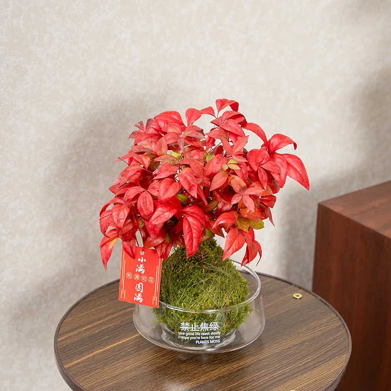 南天竹小盆栽室内书房茶室办公桌面水培观赏苔玉红叶盆景礼品好养