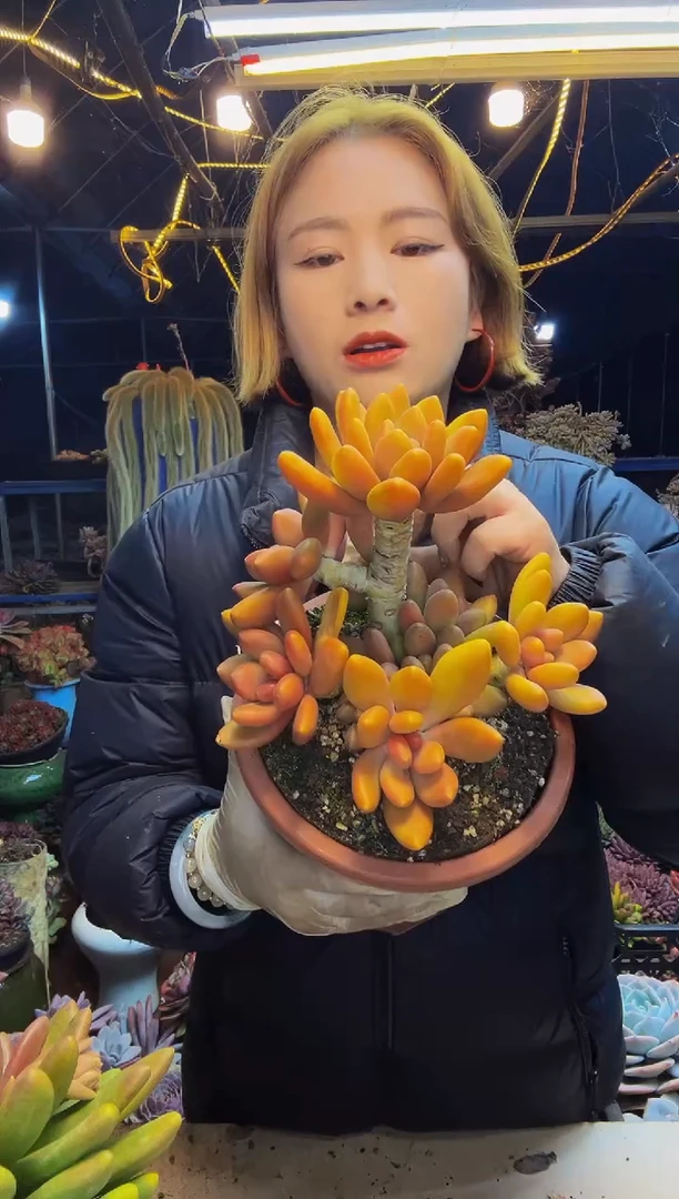 D****u芒果奶3号一物一拍脱土包邮