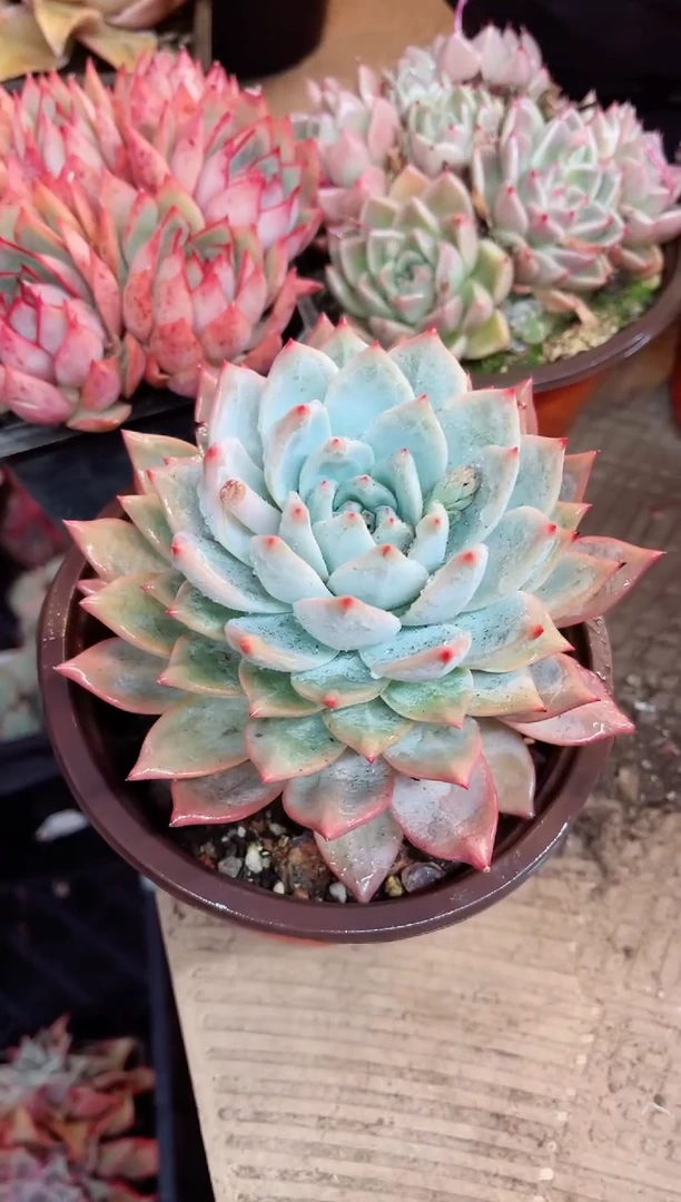 【闪购商品】23100