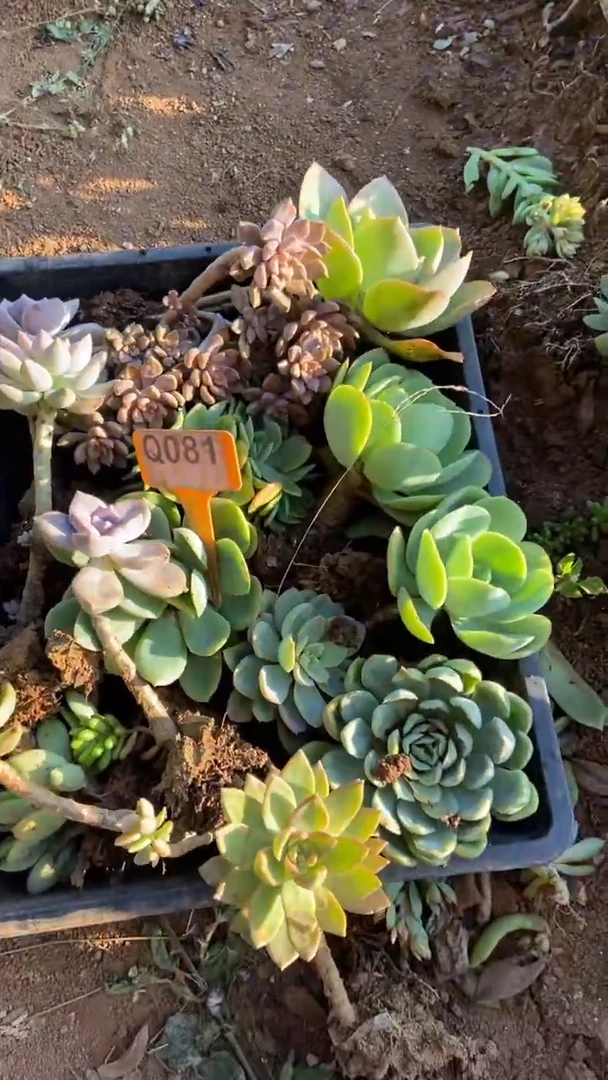 Q081多肉组合默认脱土发货