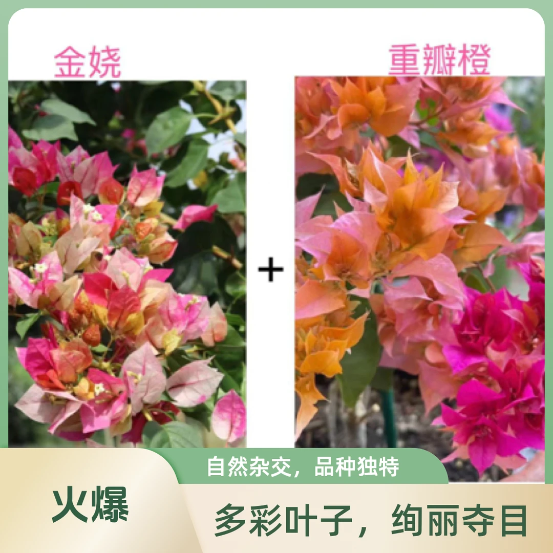 （金娆+重瓣橙）稀缺品种到手2颗三角梅基地直邮不带花不带盆