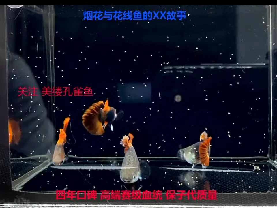 孔雀鱼折扇压成福利2对