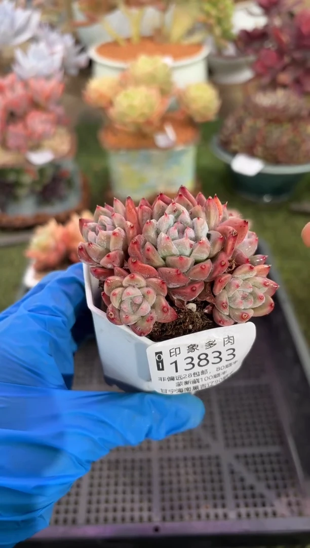 【闪购商品】13833