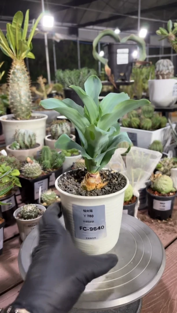 仙火花FC-9640