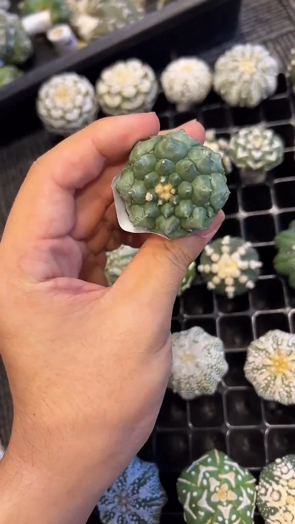 很*味实生根星兜编码A302