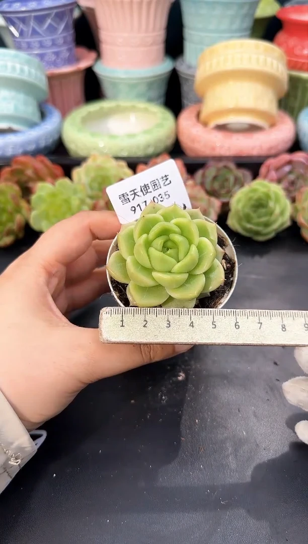 917-035青山（冠幅5cm）