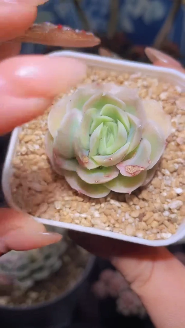 【闪购商品】801虾饺多肉