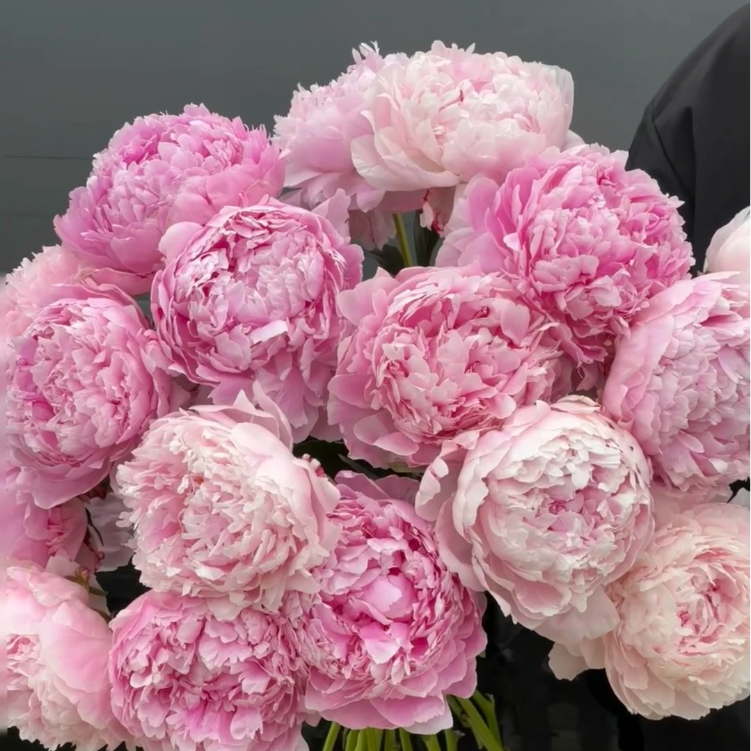 【芍药】--AA级莎拉--花期7到10天