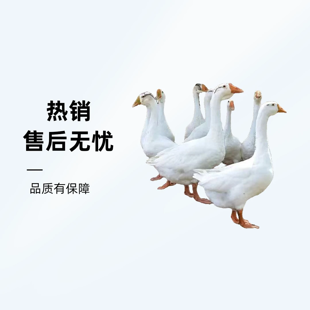 苏北三花鹅！放养新鲜大白鹅！先杀笨鹅！2只！（12-13斤）左右！肉质高！！！