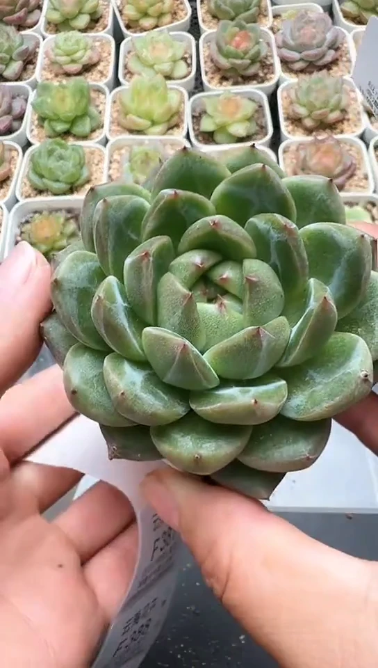 386F云禹多肉植物 默认脱土纸巾打包 3颗包邮