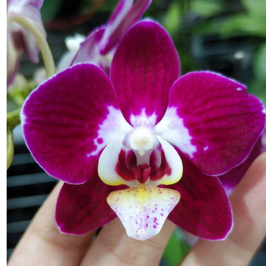 蝴蝶兰 银河 带花带花苞