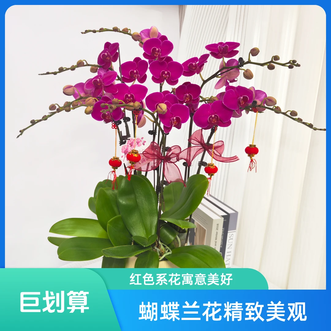《红豆沙》新品年宵蝴蝶兰 红色系 精致组盆 带花带苞（盆颜色随机）