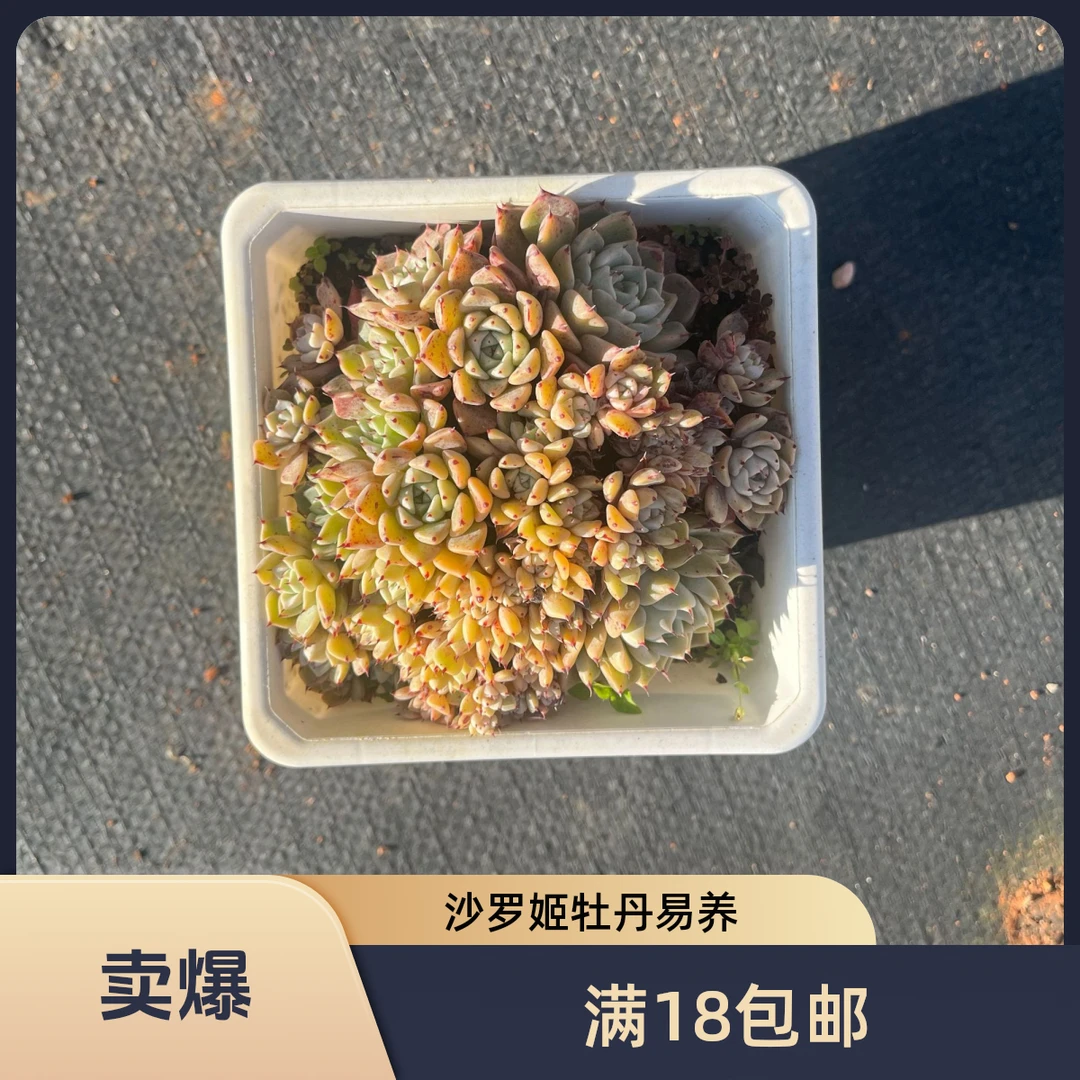 沙罗姬牡丹 多肉植物【满18包邮】 以直播间展示为准 新手好养