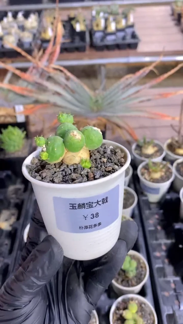 【闪购商品】玉麟宝大戟FB-1869