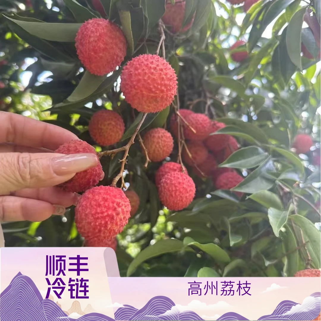 【顺丰冷链】包邮高州桂味荔枝新鲜现摘清甜多汁