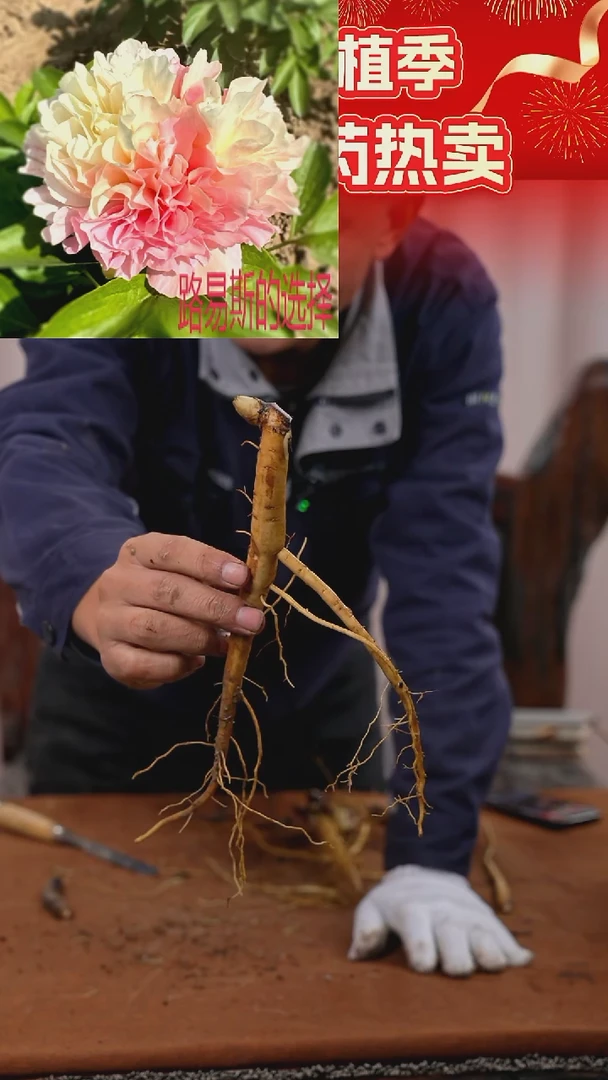 【晚场原颗芍药一物一拍】19号