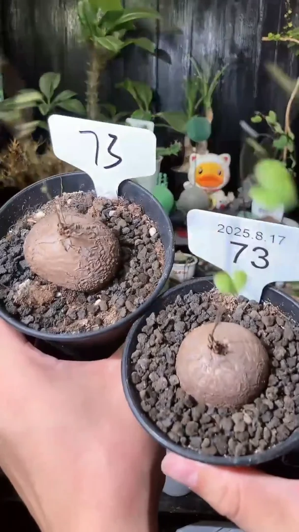 73号817福利南非龟甲龙买1个送1个