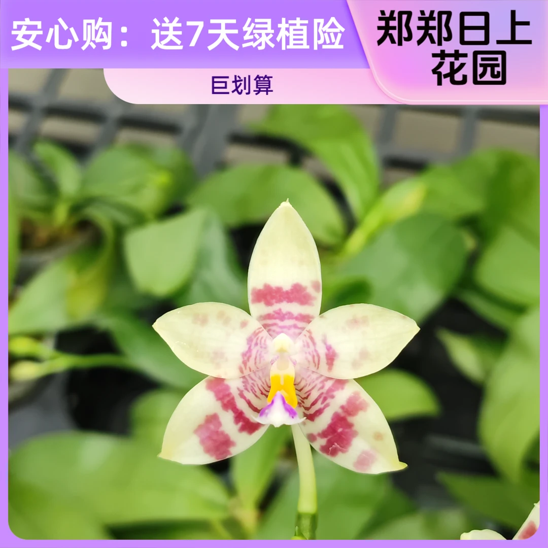 蓝莓狗xGV路德 2.5寸 实生苗 微瑕少根