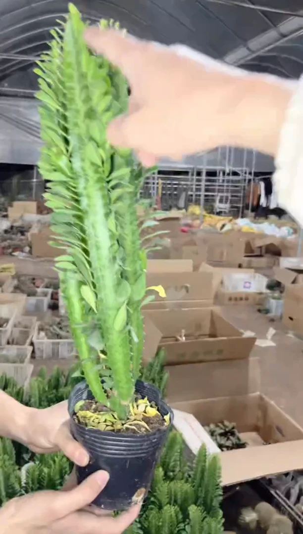 【闪购商品】绿龙骨 高30cm+