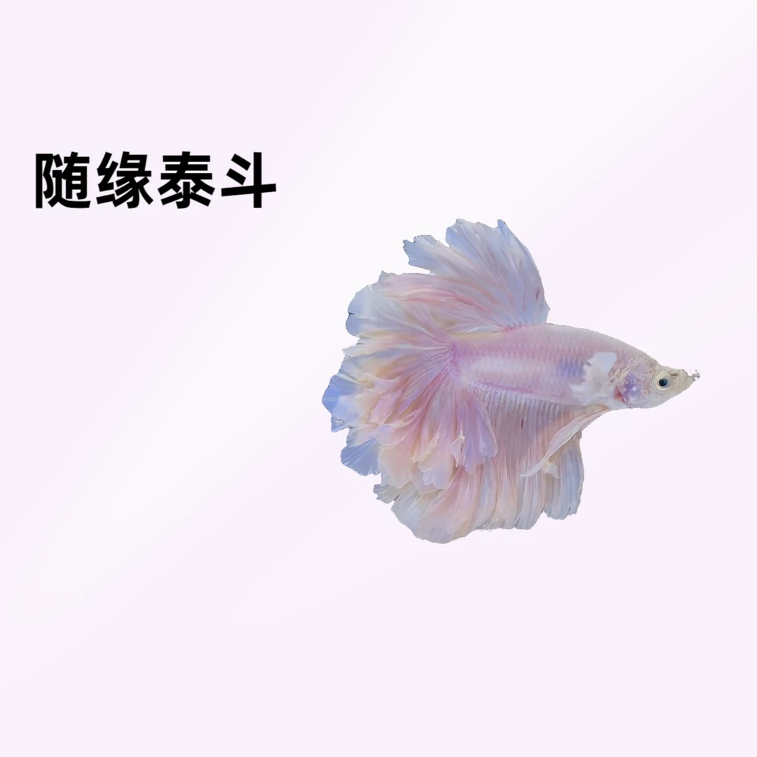 A9（193-216）随缘泰斗小型热带观赏鱼（直播间选鱼）