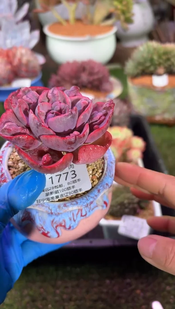 【闪购商品】11773