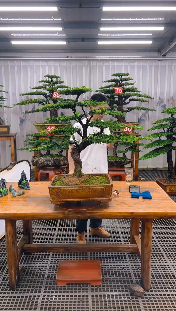 无花朵宋*强精品盆景直播间一物一拍
