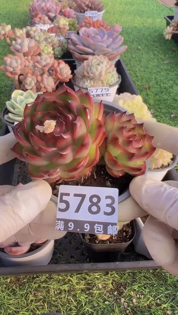 【闪购商品】信福多肉一物一拍