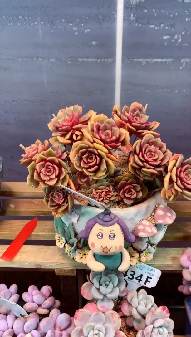 441F只走物流（一物一拍，精品多肉，w所见即所得 ）