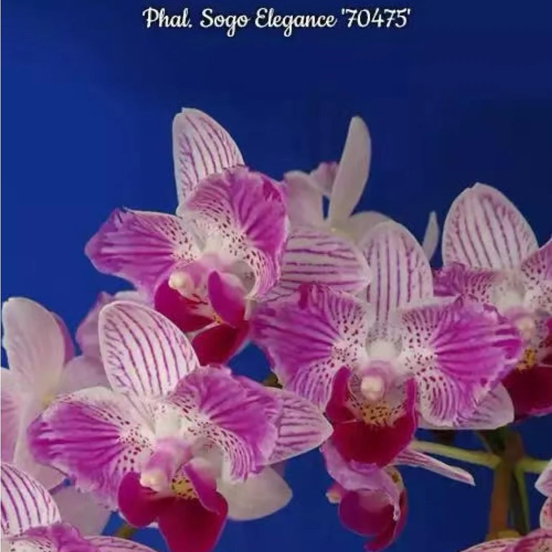 【Sogo‘70745’】台湾品种2.5寸抽梗苗蝴蝶兰兰花室内花卉鲜花