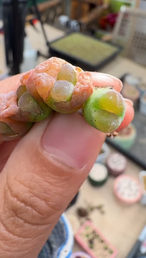 【闪购商品】4-39恩东一颗