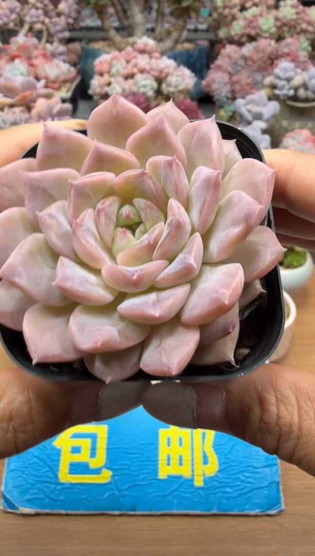 东云多肉园二店-03