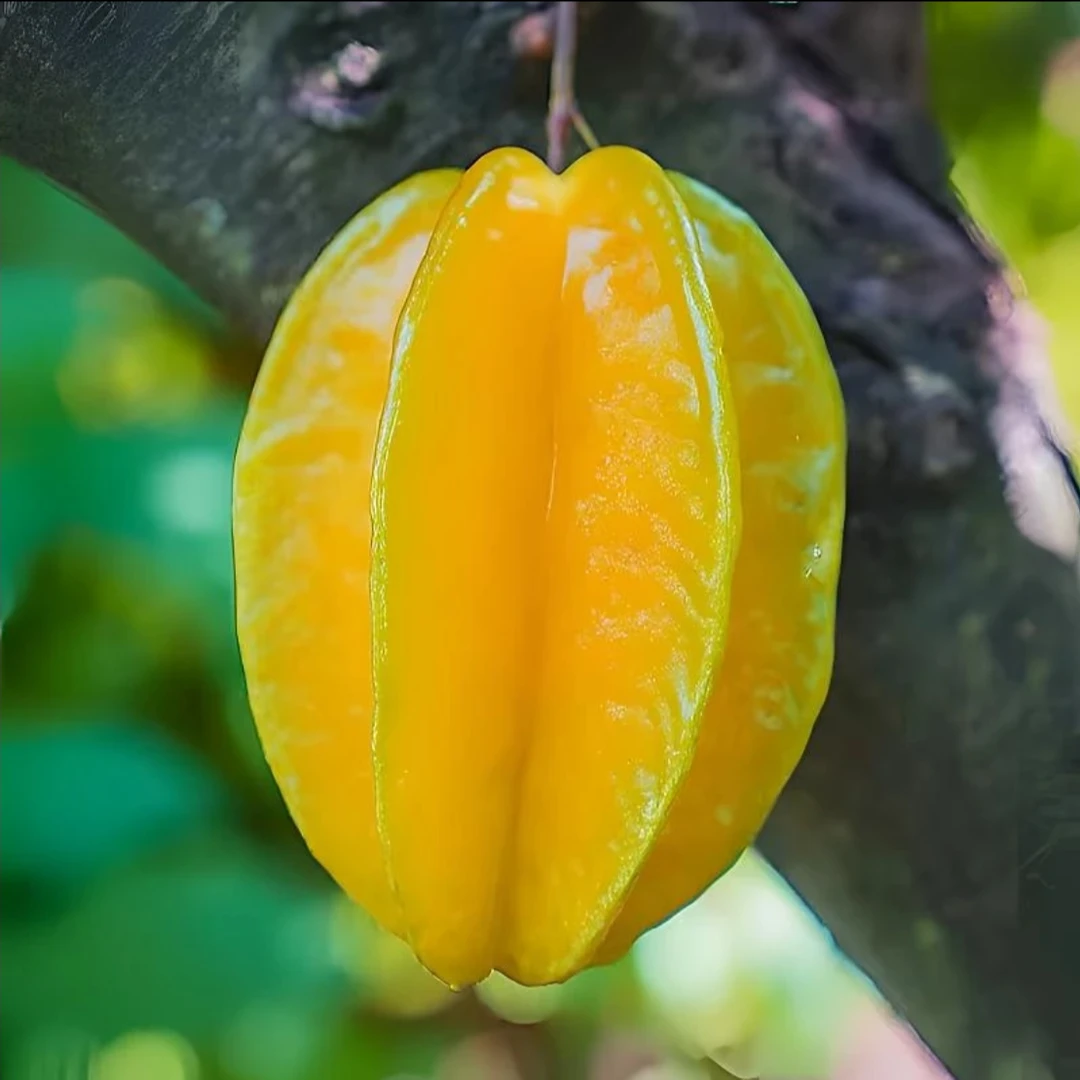 【京东/生鲜】福建杨桃树上熟低卡新鲜产地直发当季水果低糖3-4.5斤