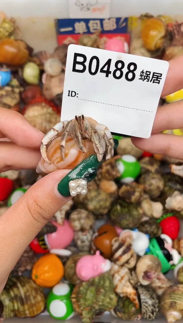 陌派甄选寄居蟹0488