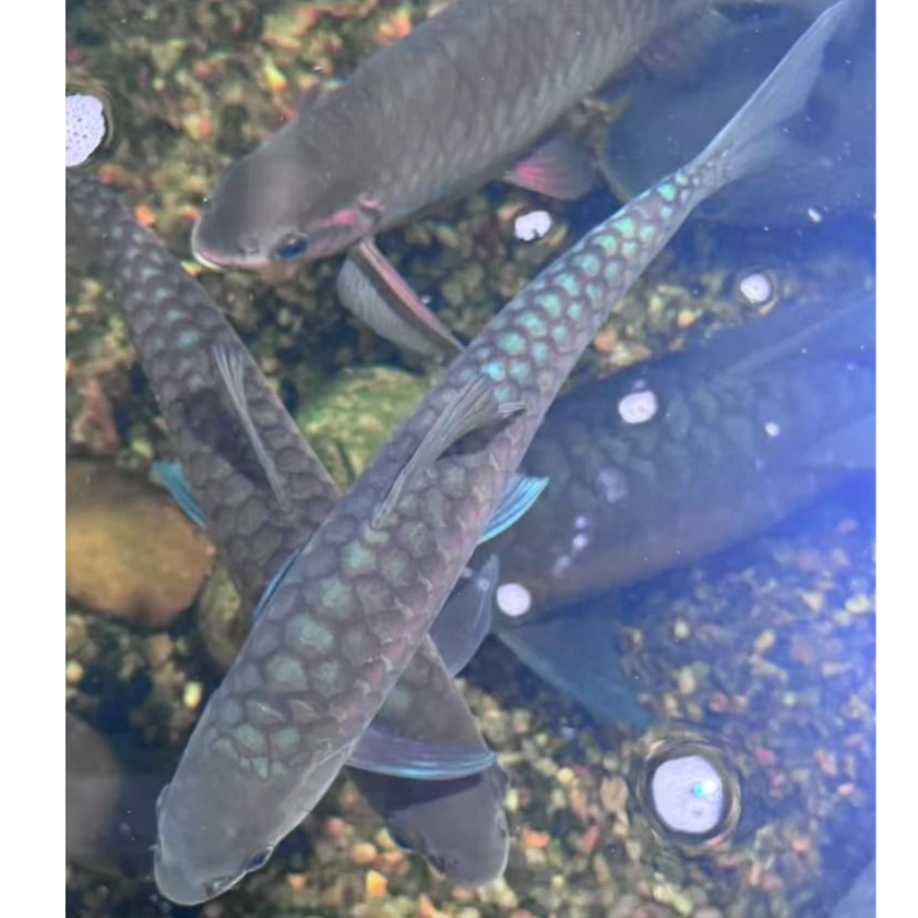 清水河蓝吉罗淡水观赏鱼