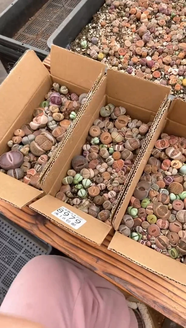 【闪购商品】8979特价彩色混合一箱微瑕量拍