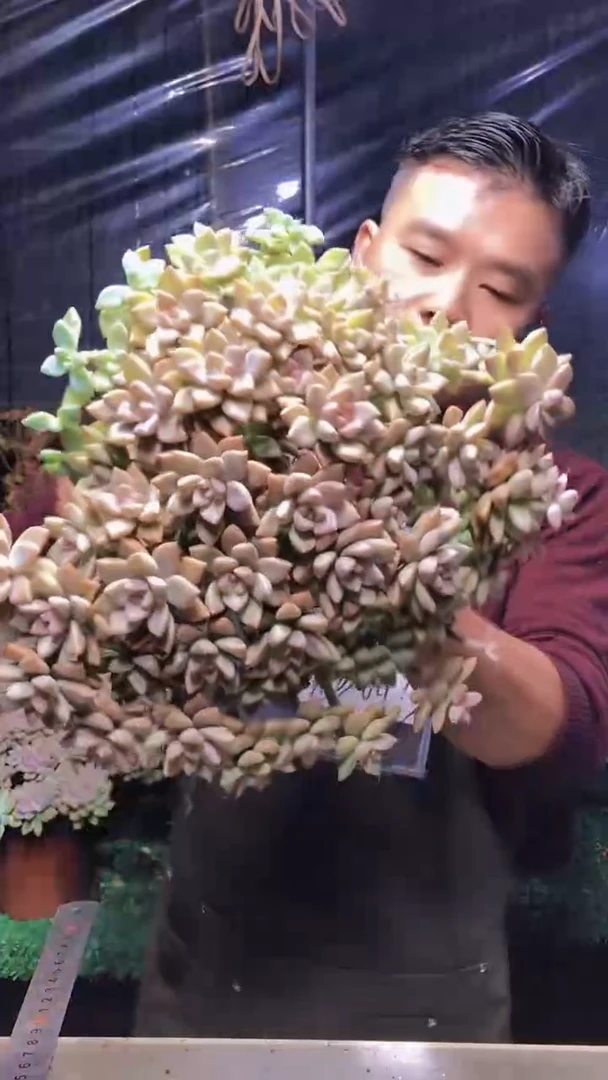 156淡雪缀化（一物一拍）（微瑕）